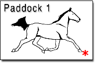 Paddock1