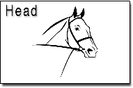 Head